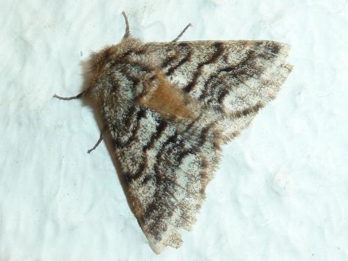 Réf. 181 071 : Lycia hirtaria